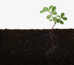 根茎绿色植物土壤高清图片