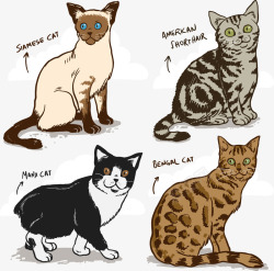 孟加拉豹猫手绘卡通猫咪矢量图高清图片