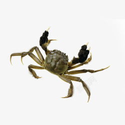 螃蟹美食张牙舞爪的大闸蟹高清图片