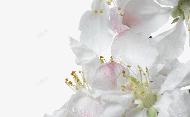 白色海棠花png免抠素材_88icon https://88icon.com 春天 果树 樱花 海棠 白 白色 花卉 鲜花