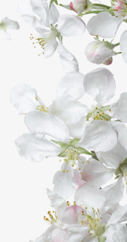 海棠白色海棠花高清图片