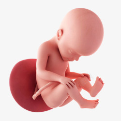 新生儿降临日闭眼低头的胎儿高清图片
