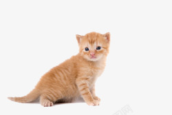 猫咪咪壁纸萌宠小猫高清图片