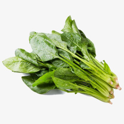 农产品绿色菠菜高清图片