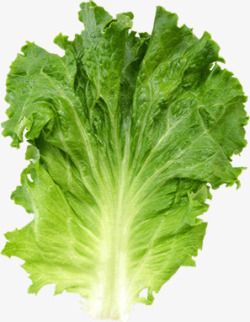 绿色生菜绿色生菜新鲜蔬菜高清图片