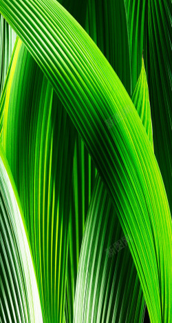 绿色植物叶子纹理素材
