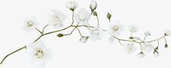 腊梅花朵白色腊梅高清图片