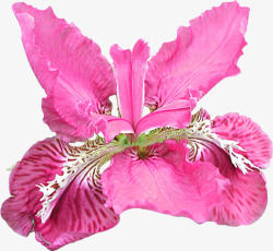 粉色唯美鸢尾花植物素材