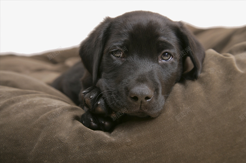 狗狗特写png免抠素材_88icon https://88icon.com 实物 宠物狗 小狗 小黑狗 拉布拉多犬 狗狗特写 黑色拉布拉多