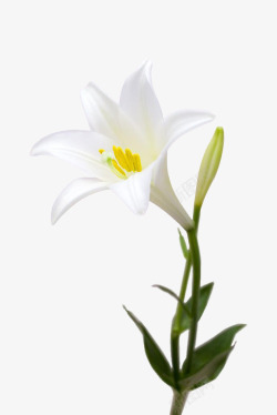 白色百合花卉盛开素材