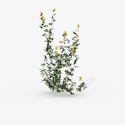 一簇绿色藤蔓垂吊植物黄色花草垂吊植物高清图片