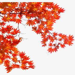 季节枫叶高清图片
