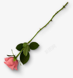 摄影效果红色的玫瑰花朵情人节礼物素材