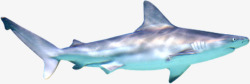 鲨鱼海边海底动物素材