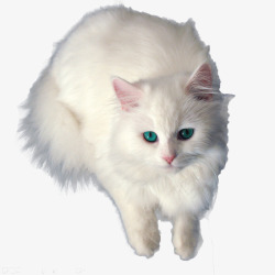 白色毛发萌萌的小白猫高清图片