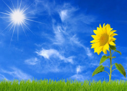 旺盛蓝天白云太阳下的向日葵高清图片