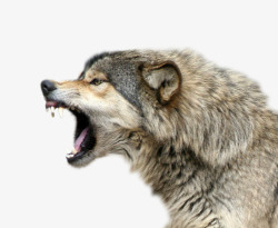 野狼头像凶猛的狼高清图片