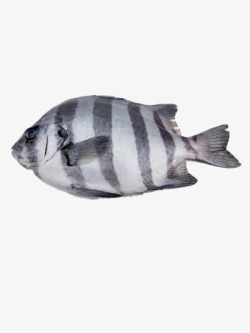 石斑鱼实物图素材