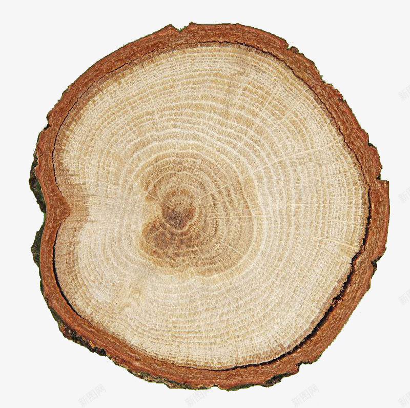 树的年轮png免抠素材_88icon https://88icon.com 大树 实木年轮 年轮片 年轮纹理 木头 木材 木柴切面树木 树桩 横切面