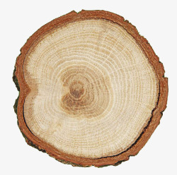 木柴树的年轮高清图片