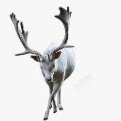 动物角素材鹿角动物装饰1高清图片