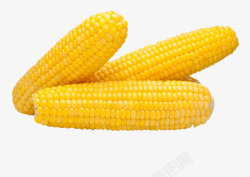新鲜熟玉米实物金黄色的熟玉米高清图片