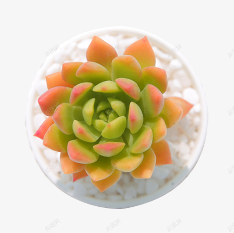 植物马库斯多肉观音莲png免抠素材_88icon https://88icon.com 植物 盆栽 精品多肉 绿植含 观音莲 马库斯多肉