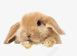 趴着兔子趴着的兔子高清图片