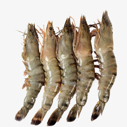 海鲜虾素材