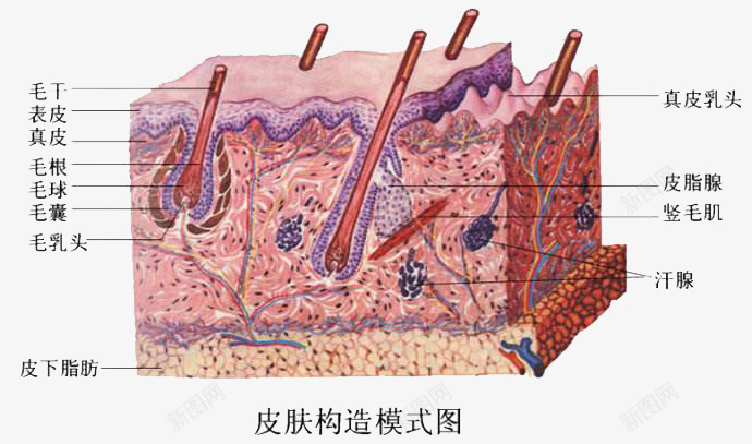 皮肤结构模式图png免抠素材_88icon https://88icon.com 皮下组织 皮下脂肪 皮肤组织图 皮肤组织结构 皮肤结构图 肌肤组织 面部皮肤结构
