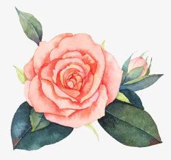 板报设计花草绘集玫瑰花高清图片