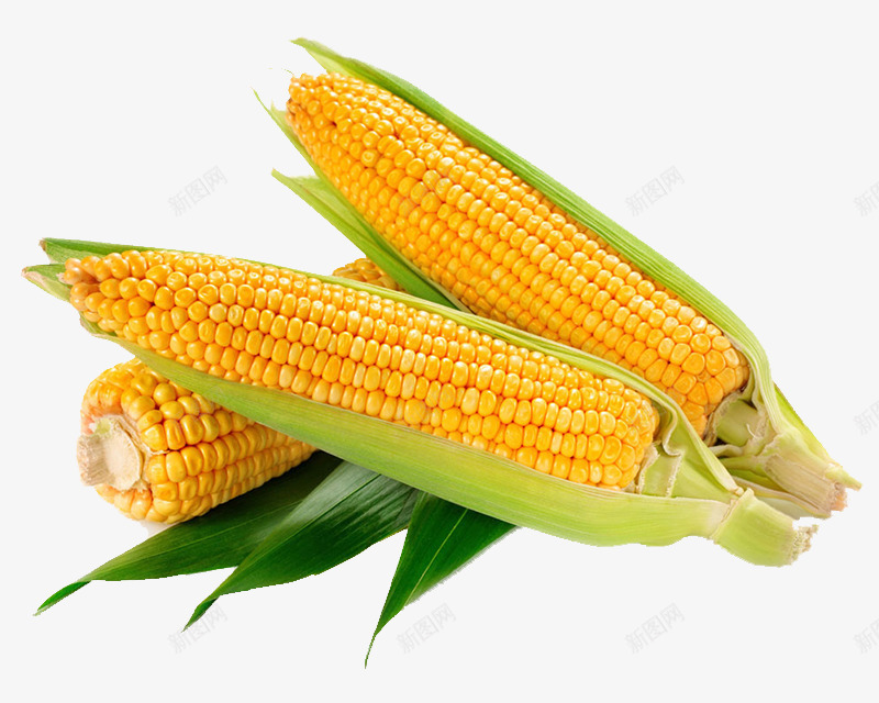 新鲜采摘的玉米png免抠素材_88icon https://88icon.com 农作物 北方农产品 北方玉米 新鲜甜玉米 糯玉米 采摘玉米