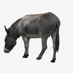 驴低头黑灰动物素材