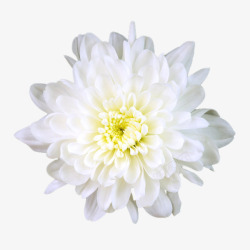 好看清新淡雅的白菊花素材