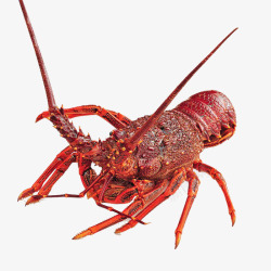 澳洲龙虾宴澳洲鲜活龙虾高清图片