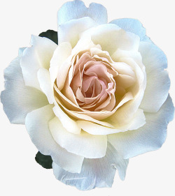 手绘卡通装饰花瓣花草装饰海报设素材