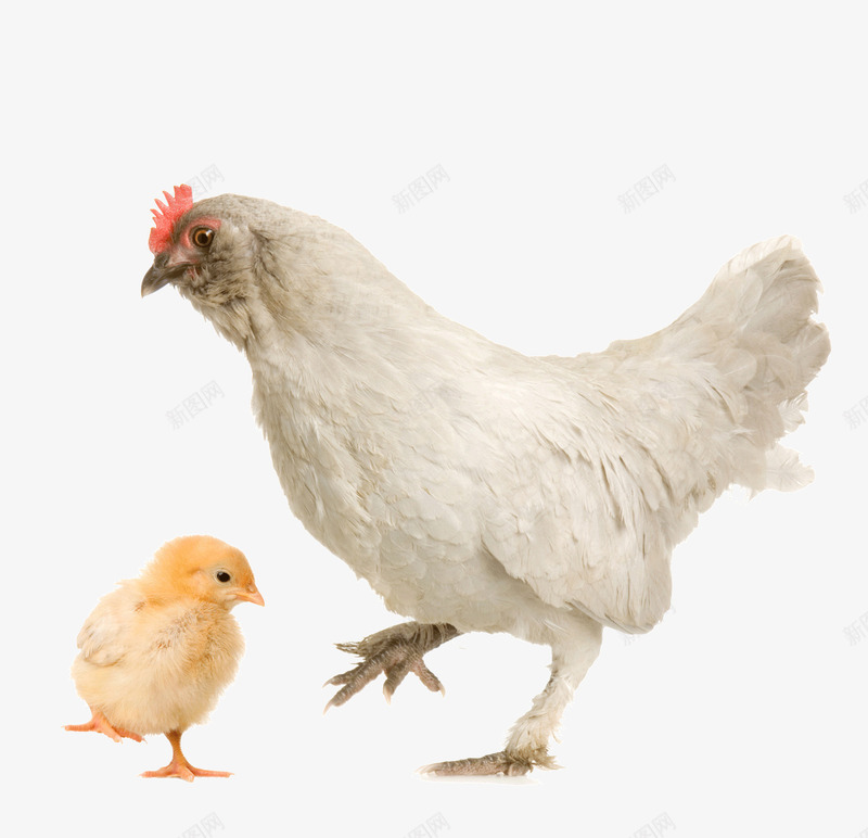 白色的母鸡小鸡png免抠素材_88icon https://88icon.com 动物 小鸡 母鸡 生物 白色