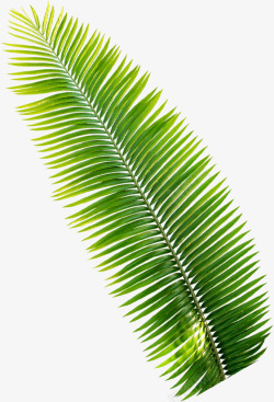 椰树叶子热带植物椰树叶子高清图片