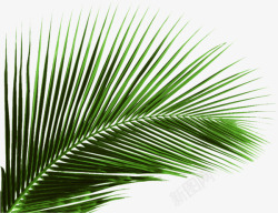 椰子叶椰子树叶高清图片