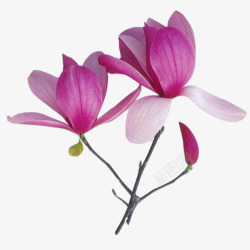紫玉兰花朵素材