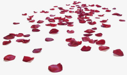 情人节浪漫玫瑰瓣现场装饰布景素材