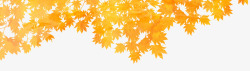 秋天枝头黄色枫叶素材