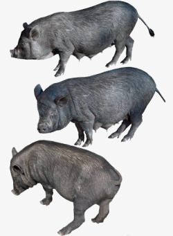 猪黑色实物三只黑毛猪高清图片