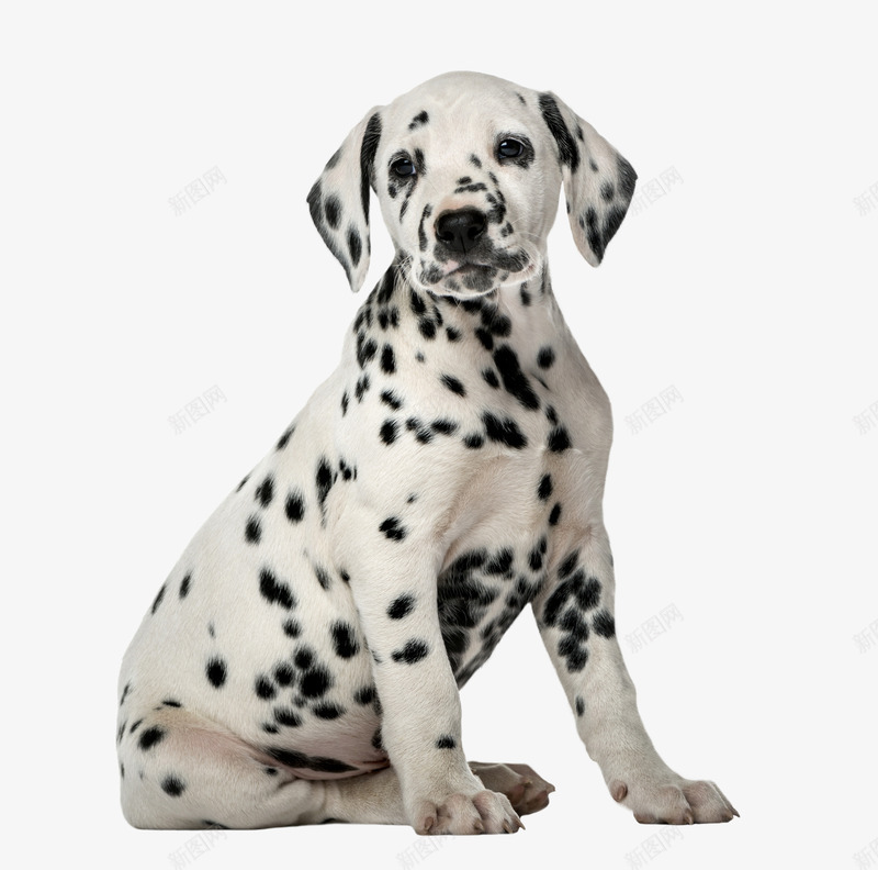 卡通手绘可爱的小花狗png免抠素材_88icon https://88icon.com 创意 动漫动画 动物 卡通手绘 可爱的 小花狗