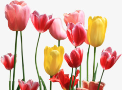 春季郁金香春季粉黄色郁金香花朵高清图片
