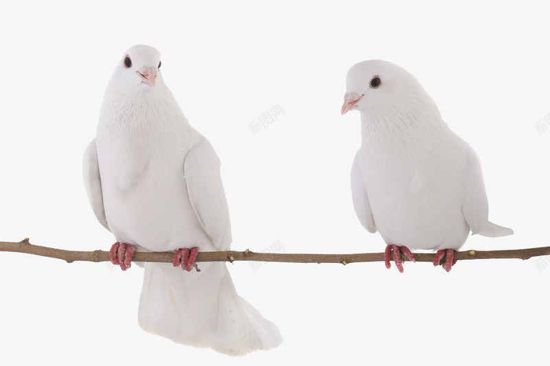 两只鸽子png免抠素材_88icon https://88icon.com 两只鸟 和平鸽 宠物 雪白的羽毛