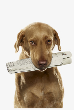 报纸小狗咬着报纸的小狗高清图片