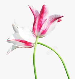 白色粉色郁金香素材