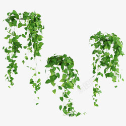 三个悬挂鲜草绿色垂吊植物素材
