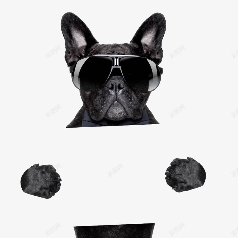卡通拿着牌子的小狗图png免抠素材_88icon https://88icon.com 卡通 宠物 小狗 帅气的 插图 牌子 狗年 黑色的